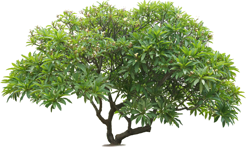Naturheilpraxis Pagodenbaum